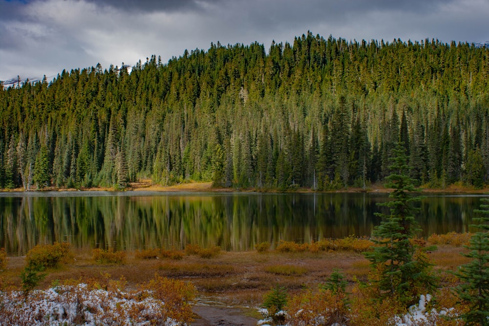 green trees beside lake under cloudy sky during daytime