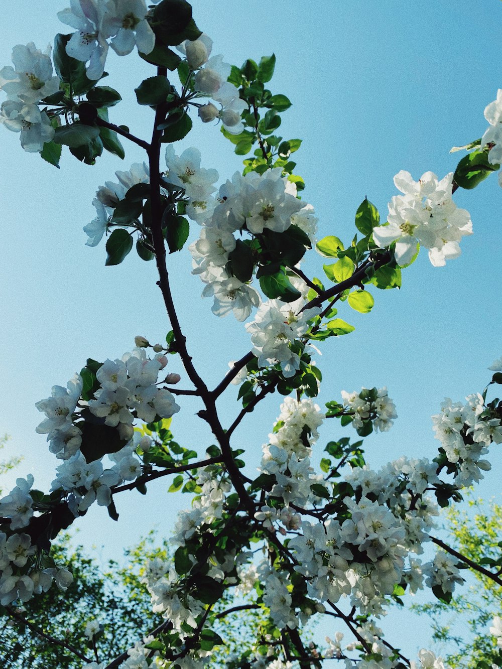 white cherry blossom under blue sky during daytime