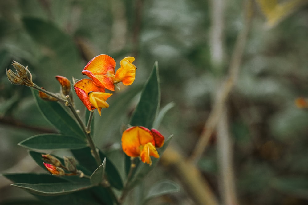 a close up of a flower on a plant