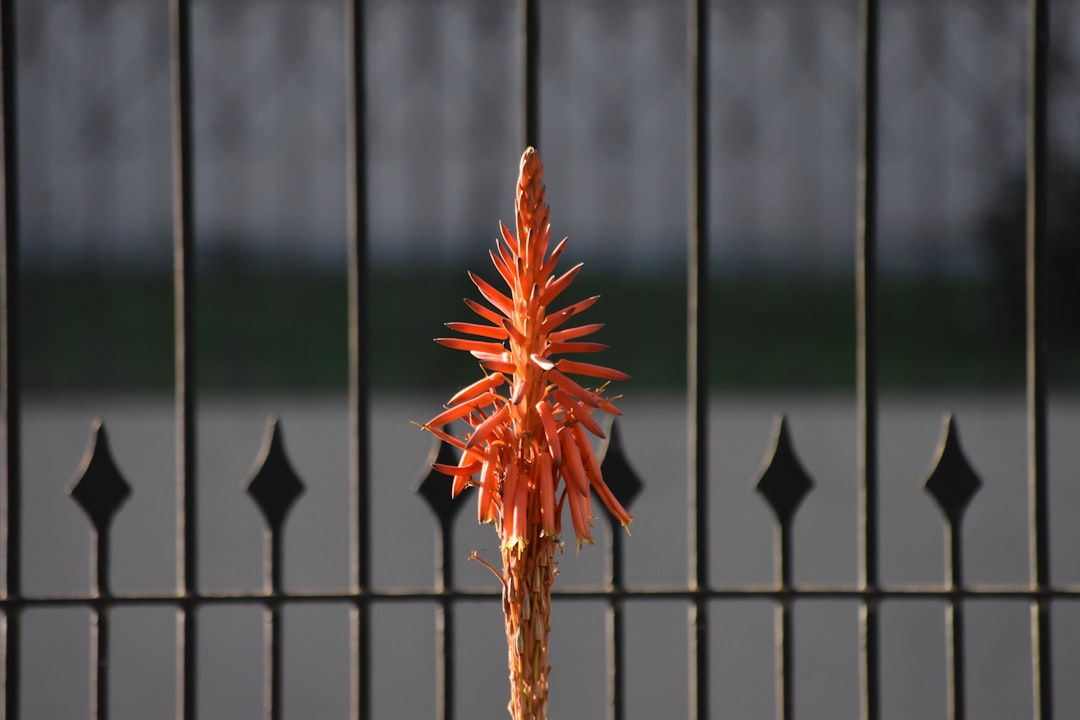 brown and orange pine cone