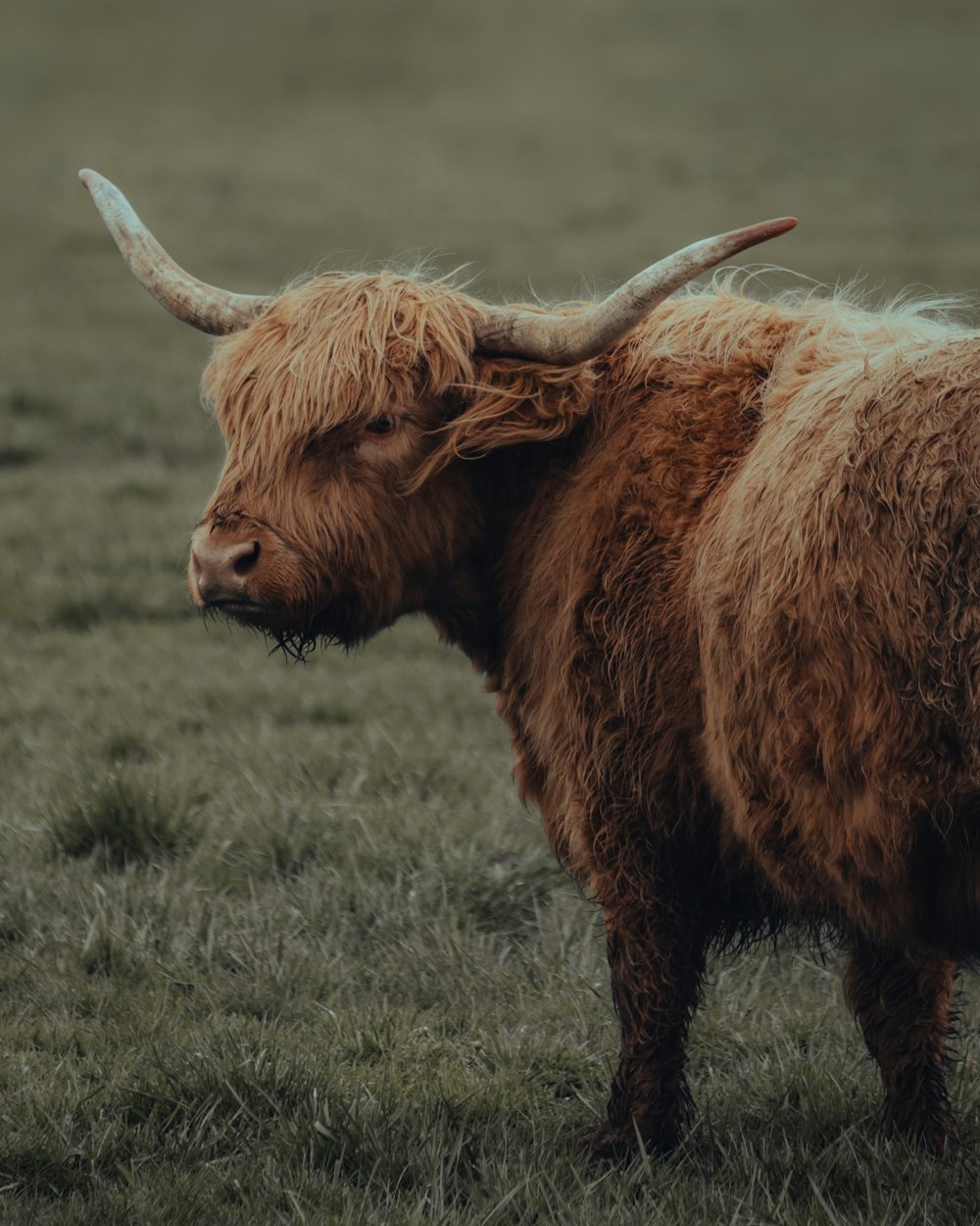 brown yak on green grass field during daytime