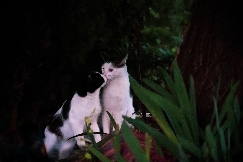 white and black cat on brown tree branch