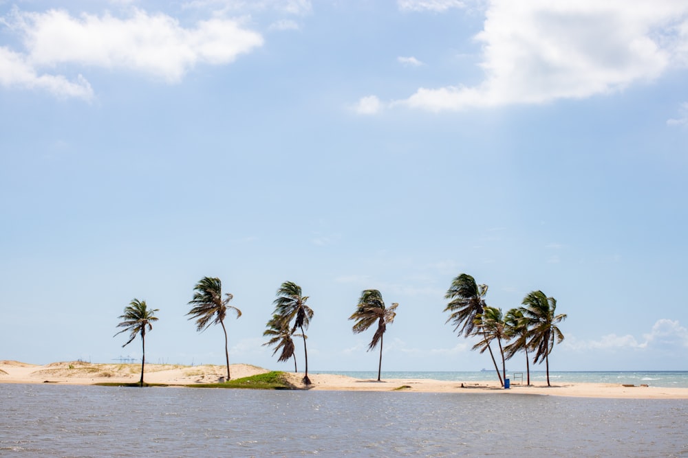 palm trees on beach during daytime