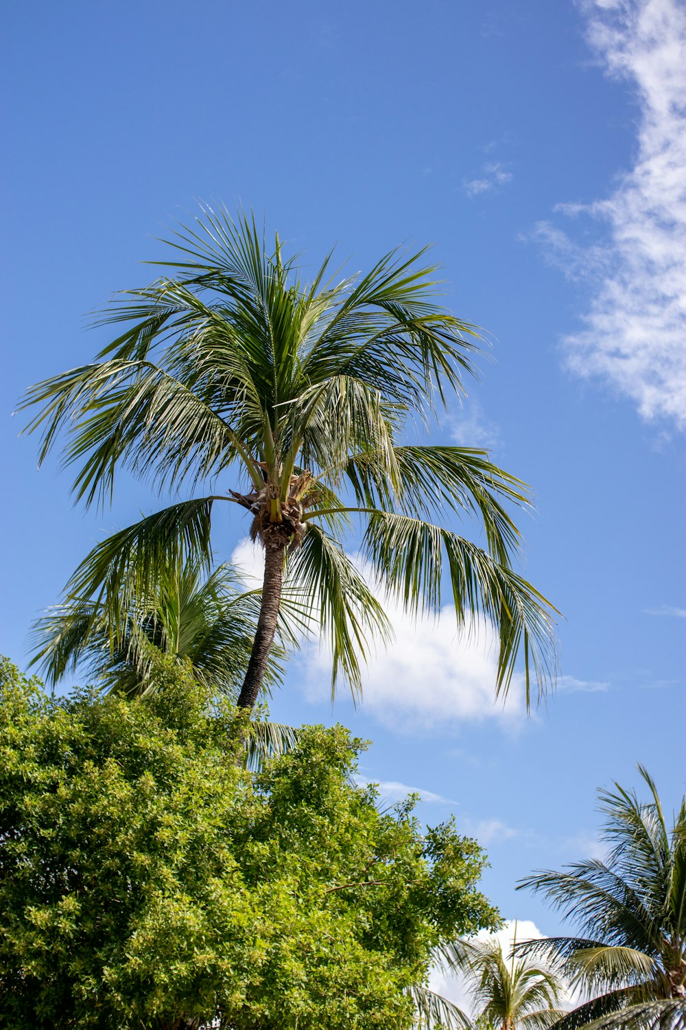 green palm tree under blue sky during daytime