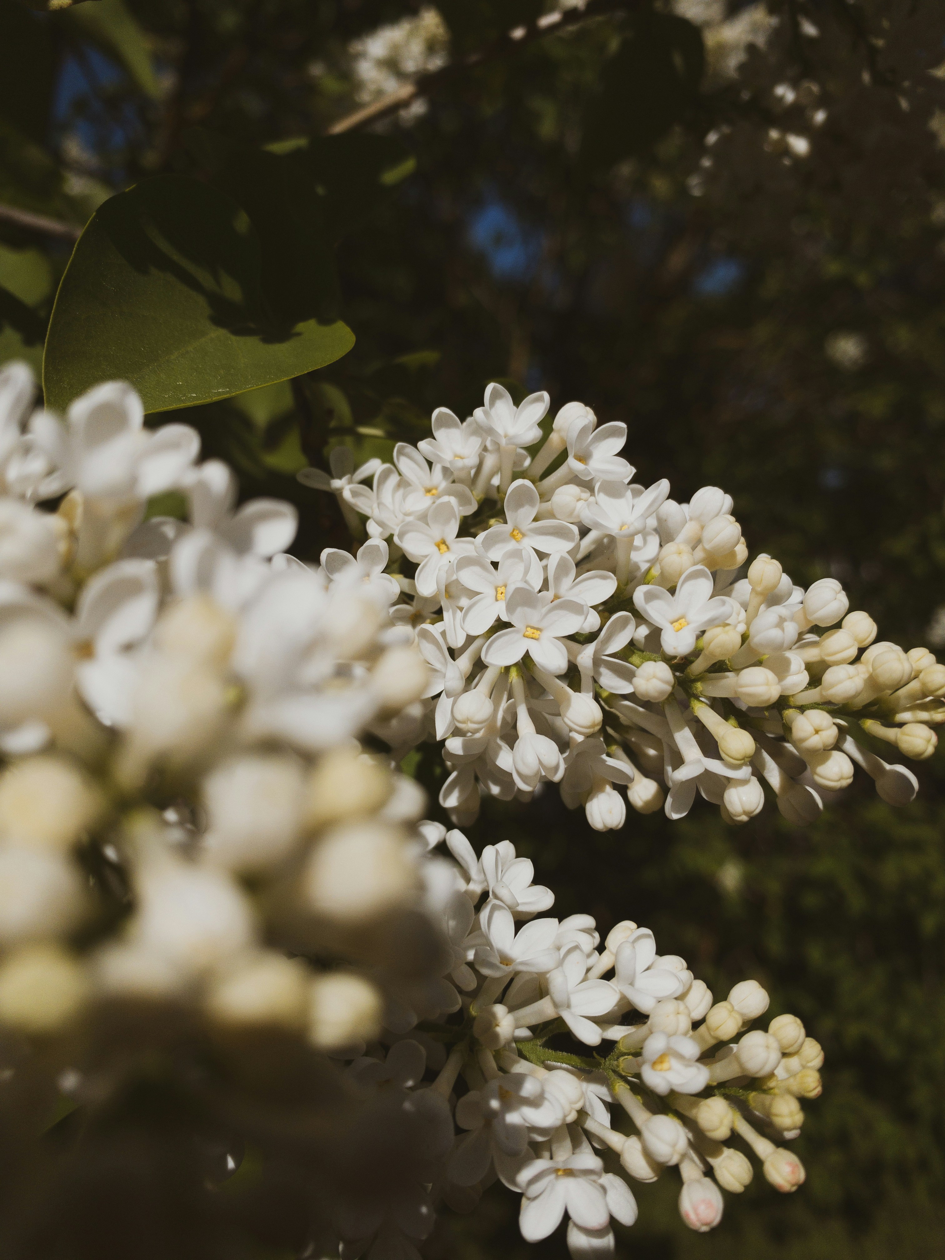 Photo by tsariovaanna