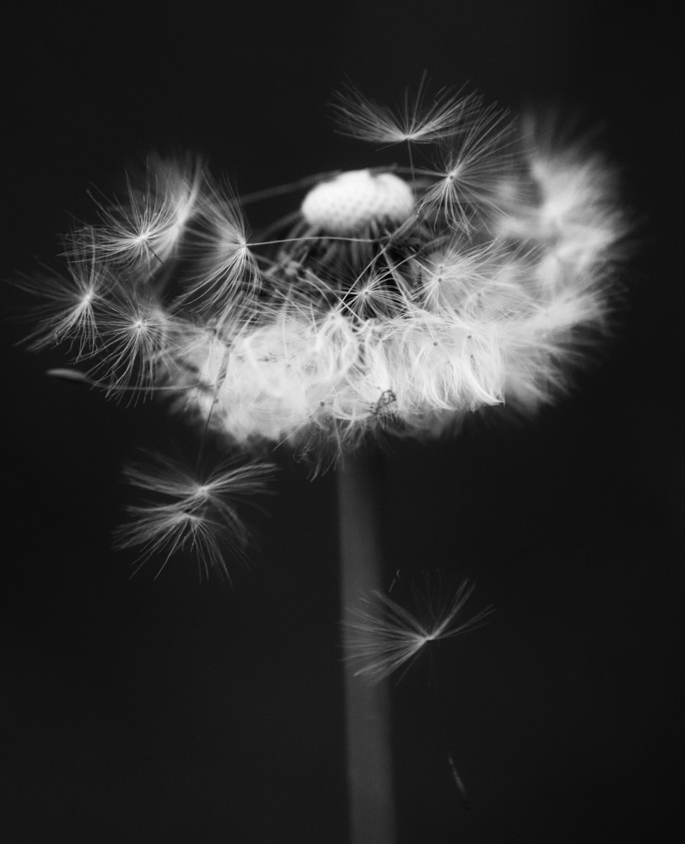 white dandelion in black background