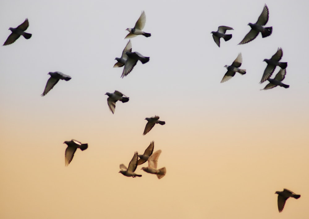 flock of birds flying during daytime