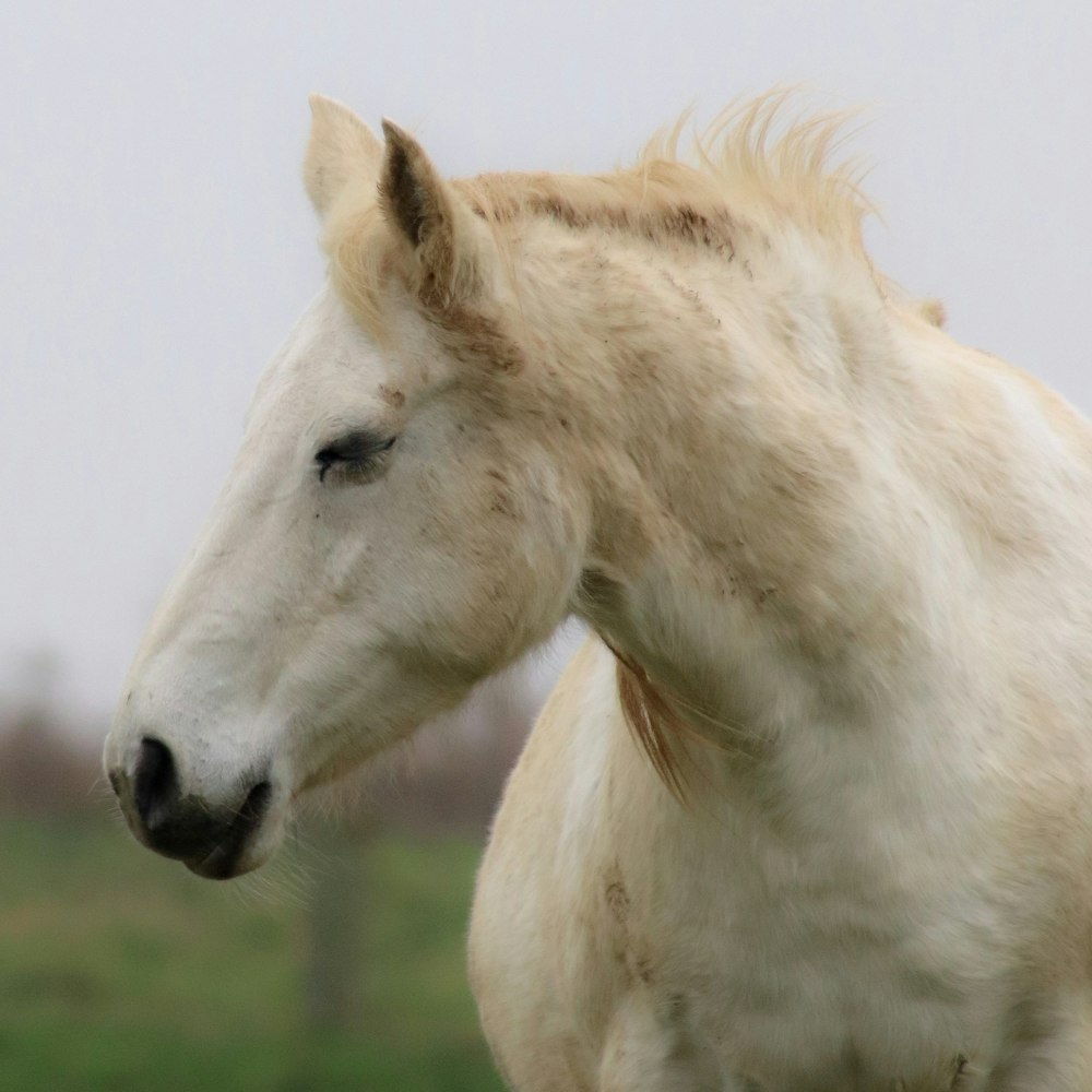 white horse on green grass field during daytime