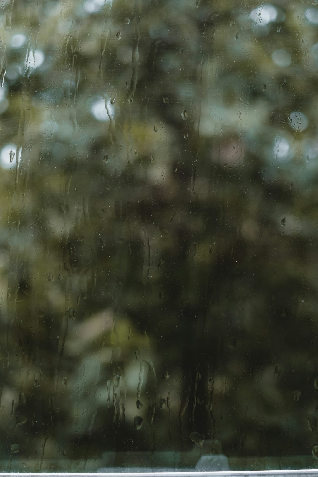 green trees with water droplets