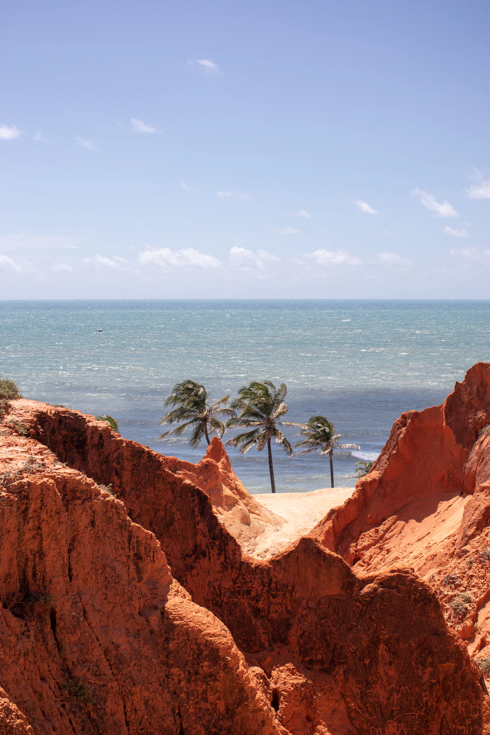 Coqueiros e falésias na praia