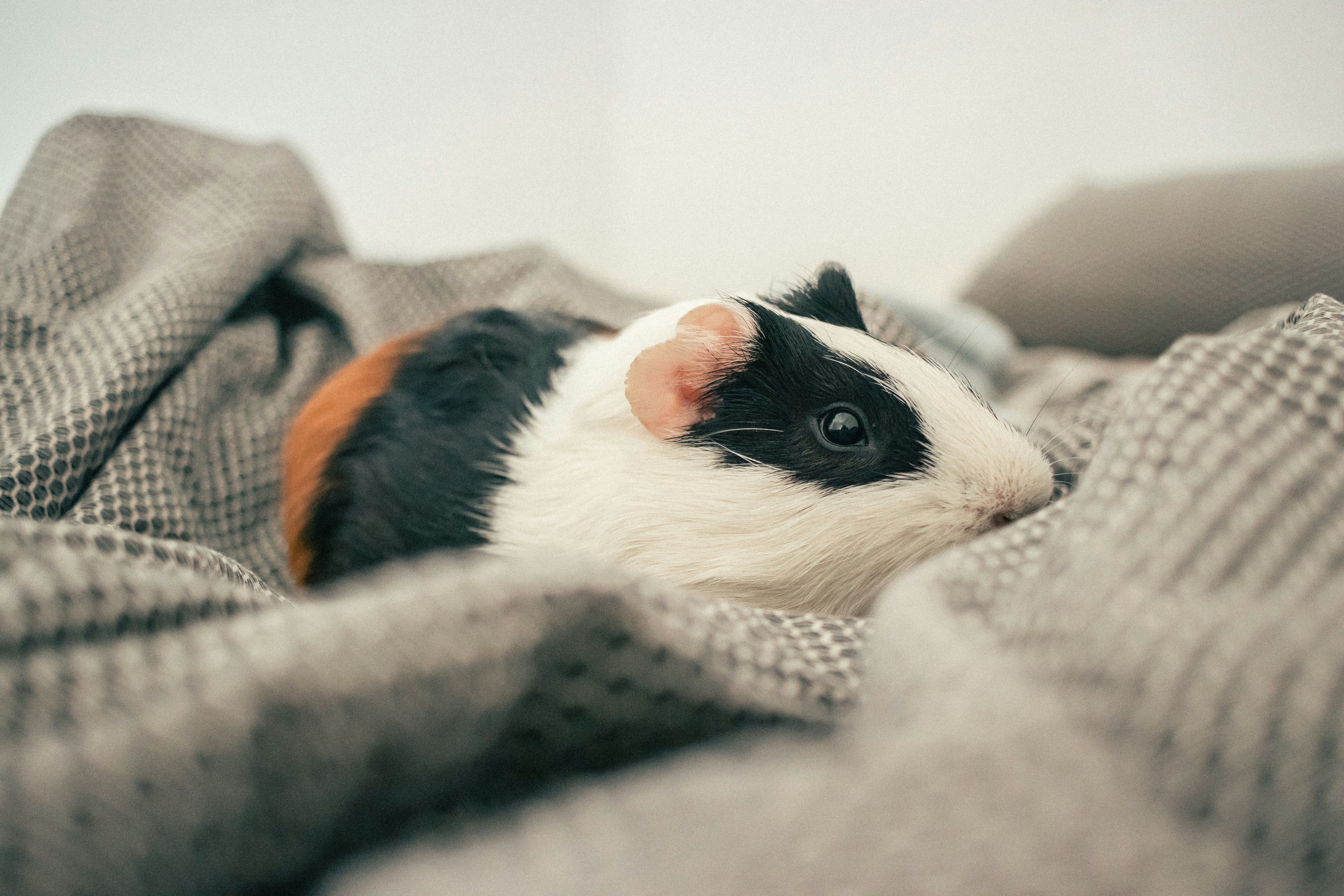 How to Handle Small Pet Sickness and Emergency Care