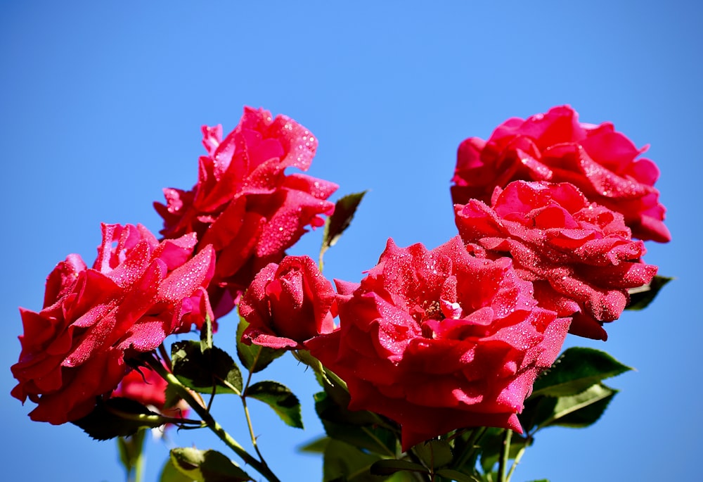 red rose in bloom during daytime