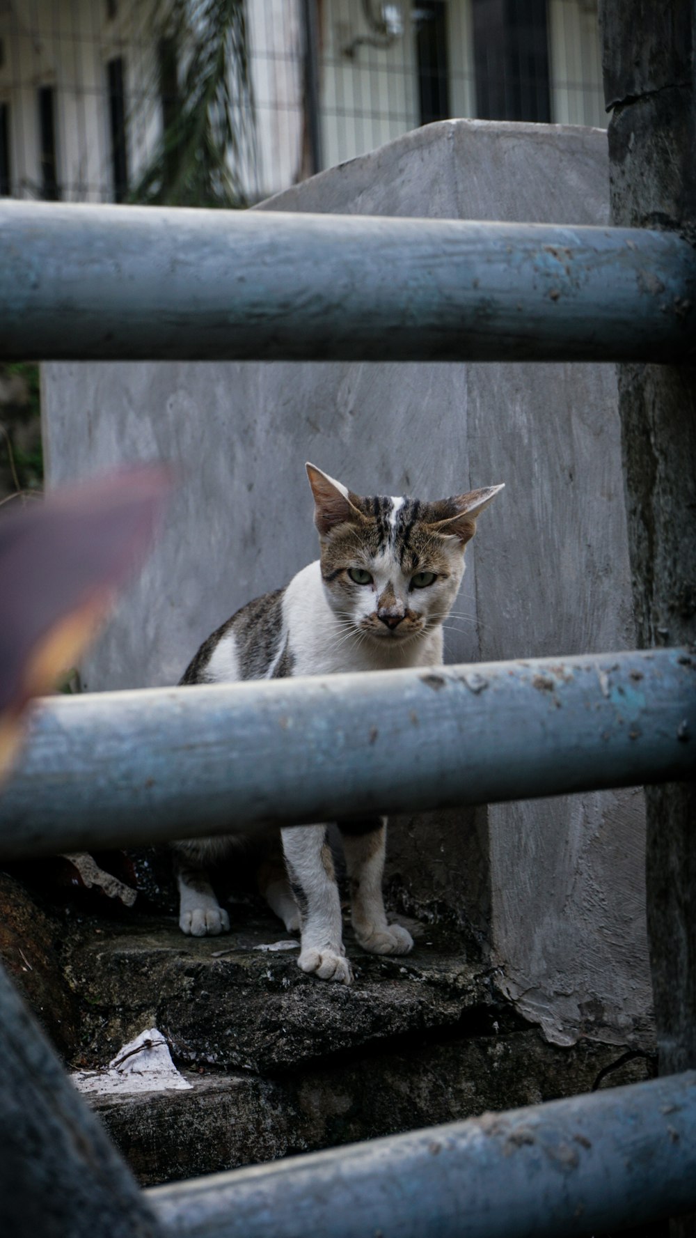 灰色のコンクリートの壁に白と黒の猫