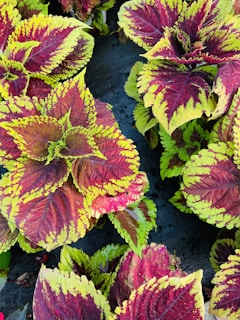 Vibrant leaves display a mix of deep red and bright green hues, intricately veined and textured, creating a vivid pattern. The leaves are arranged in an overlapping manner, highlighting their striking color contrast against a dark background.