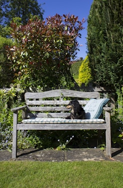 black labrador retriever lying on blue and white bench