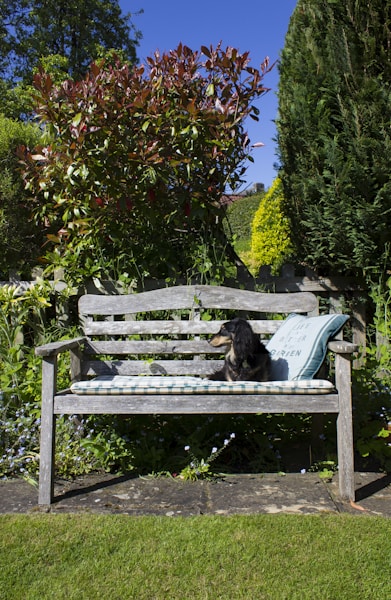 National Trust Dog-Friendly Properties: Where Dogs Are Welcome