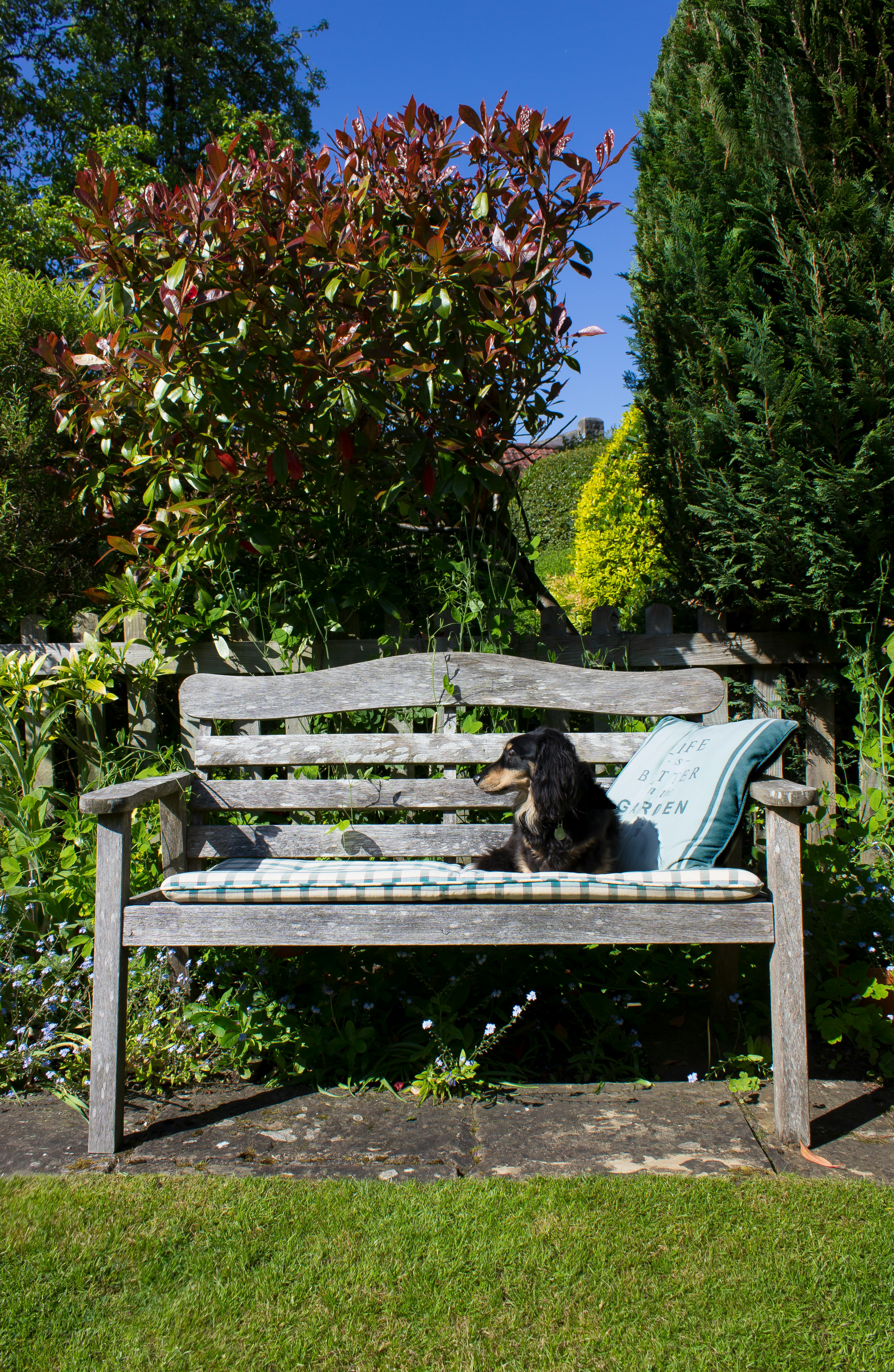 black labrador retriever lying on blue and white bench