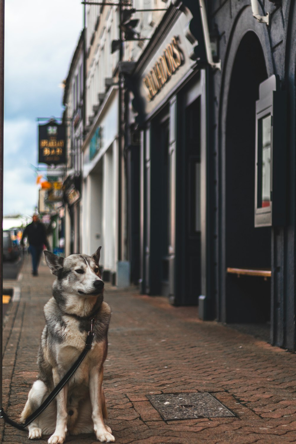 brown and black short coated dog sitting on sidewalk during daytime