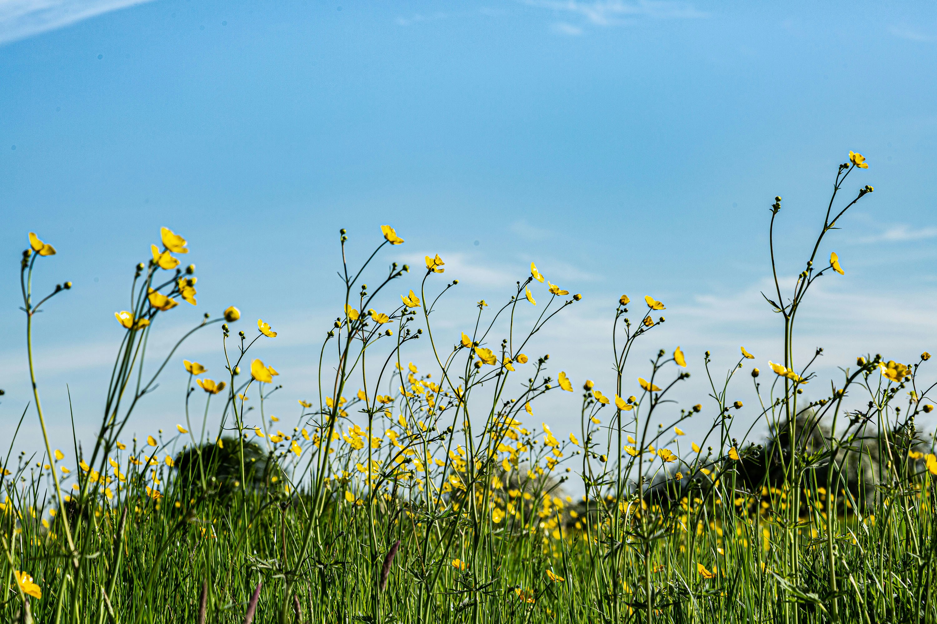 yellow flowers on green grass field under blue sky during daytime