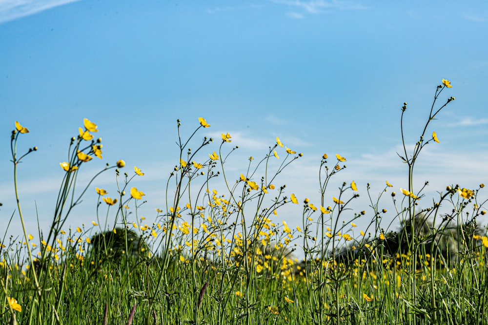 yellow flowers on green grass field under blue sky during daytime