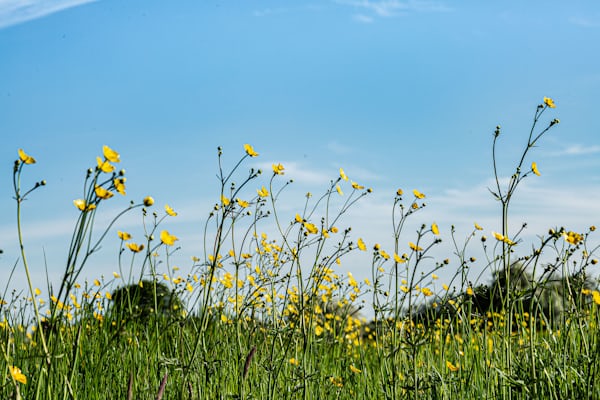 yellow flowers on green grass field under blue sky during daytime