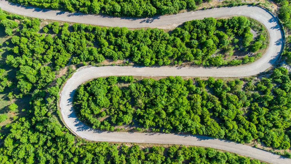 aerial view of green trees and road