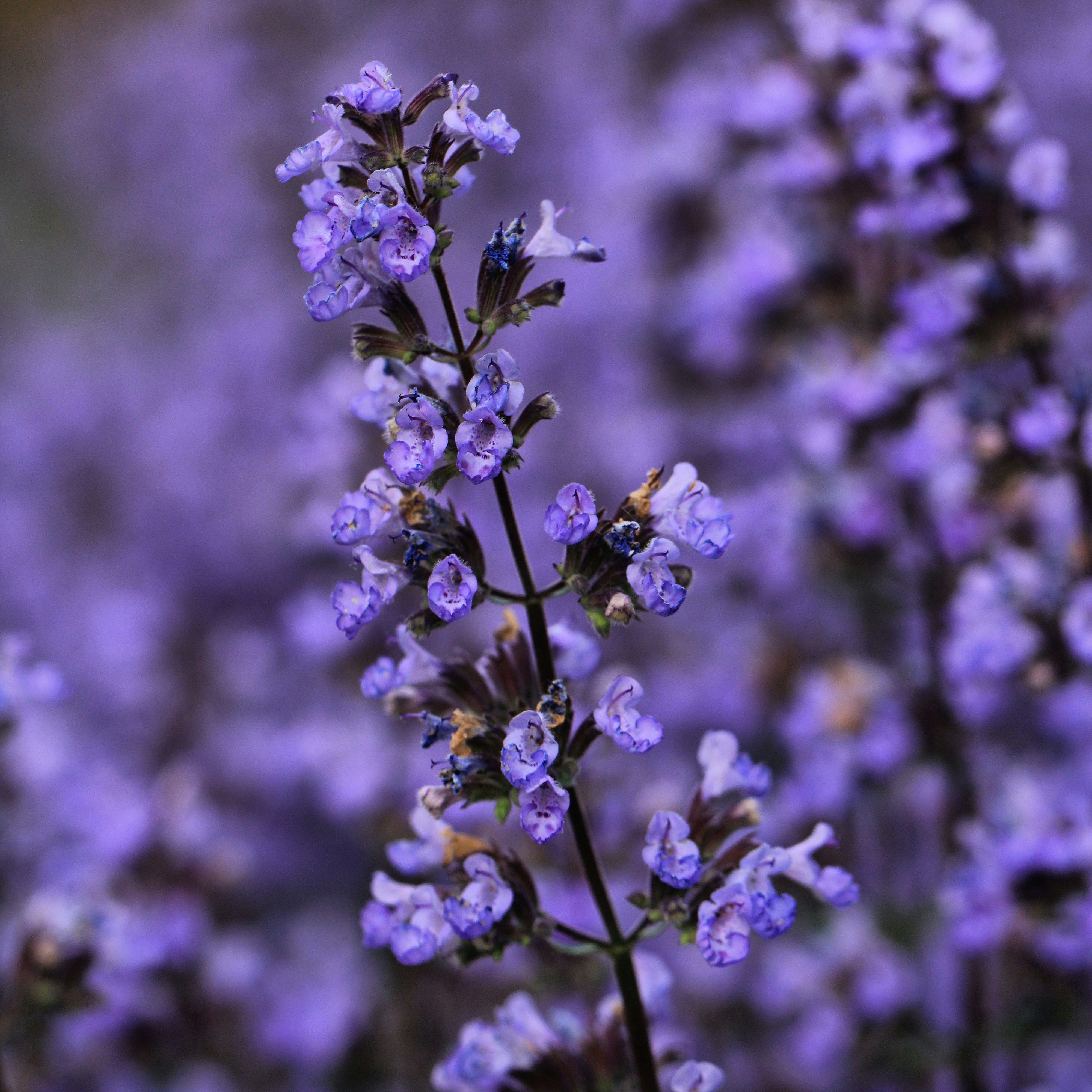 Photo by leslieblumstein