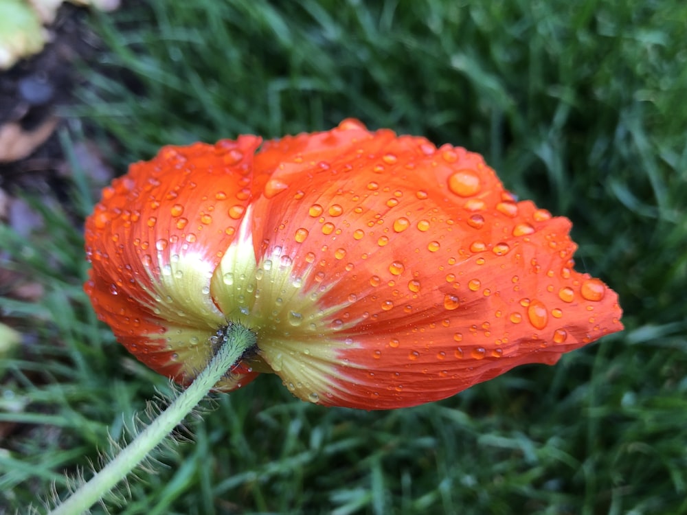 red flower with water droplets