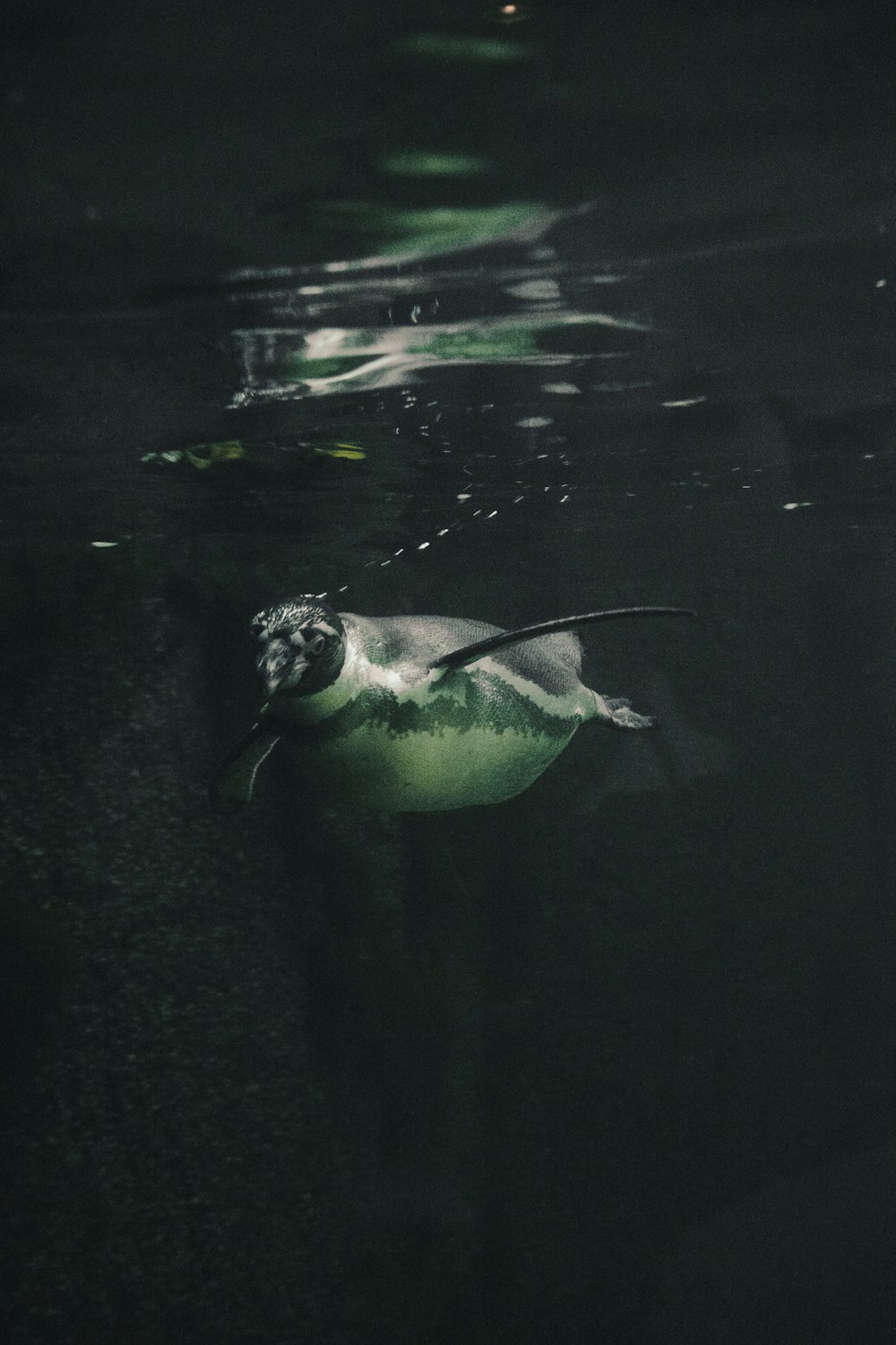 white and black penguin in water