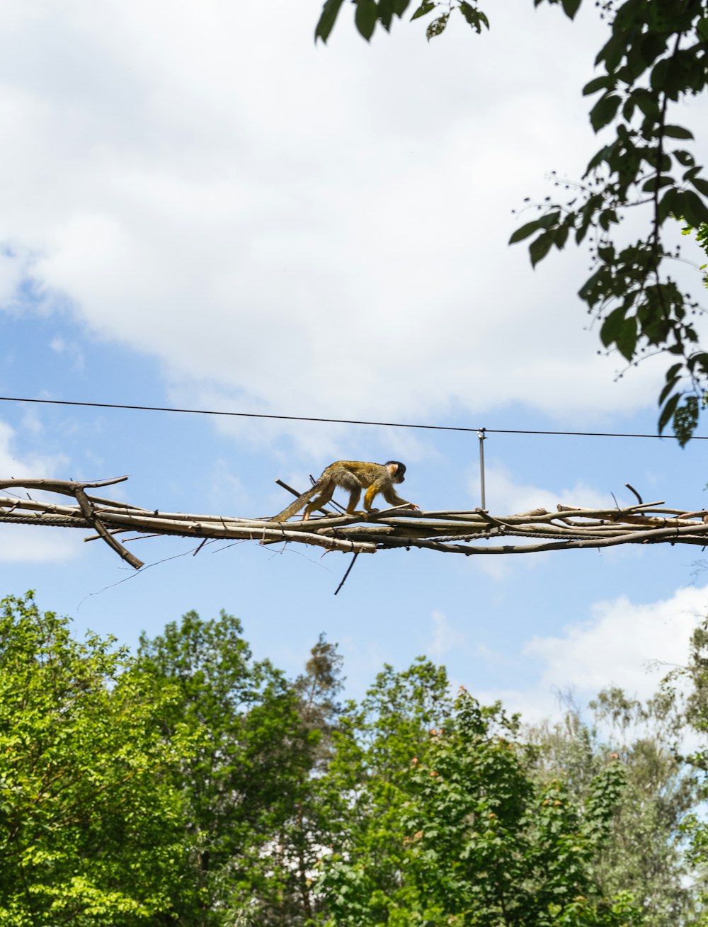 brown monkey on brown tree branch during daytime