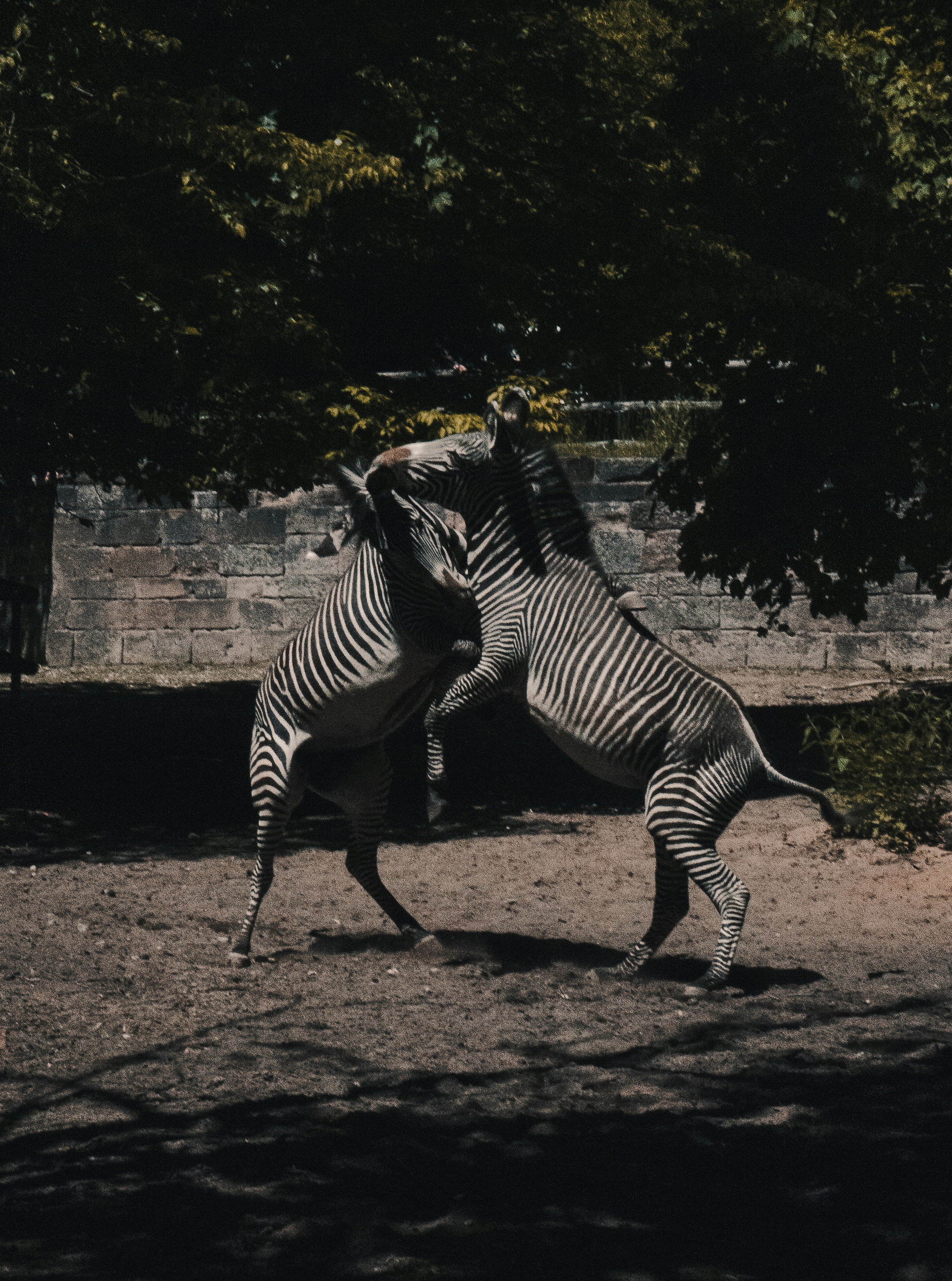 zebra che cammina su terreno marrone durante il giorno