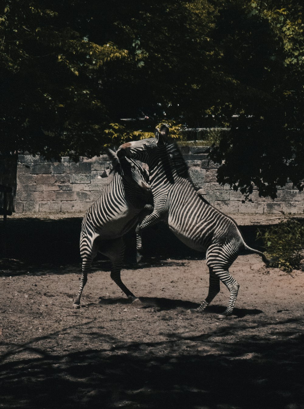 zebra walking on brown soil during daytime