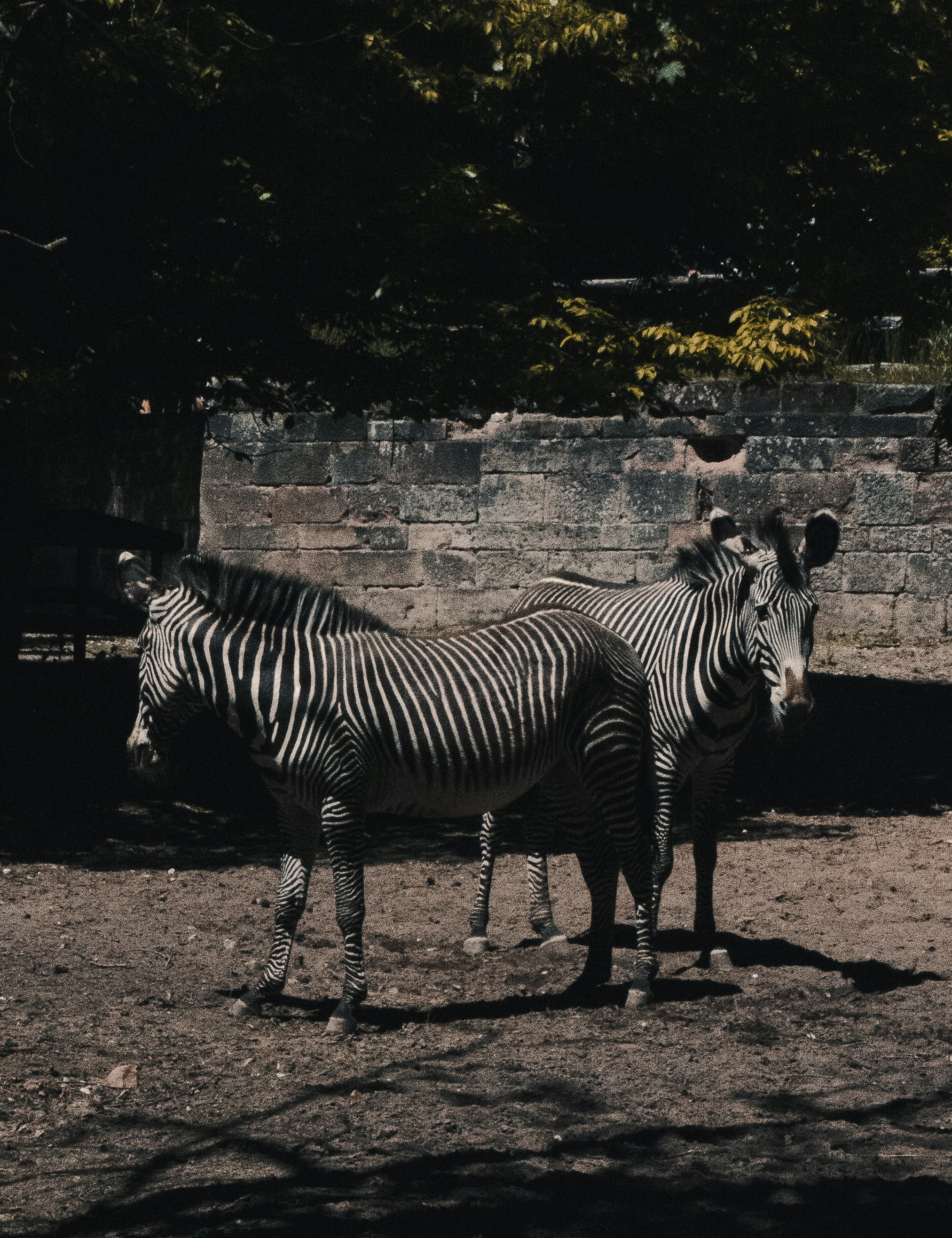 zebra in piedi su terreno marrone durante il giorno