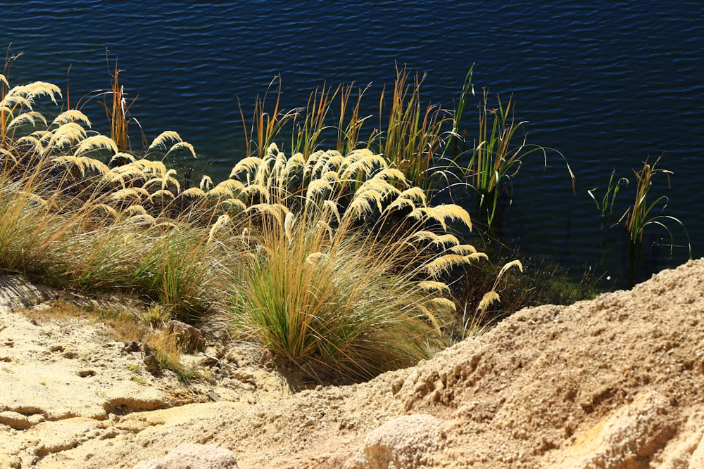 green grass on brown sand near body of water during daytime