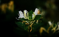 white flower in tilt shift lens