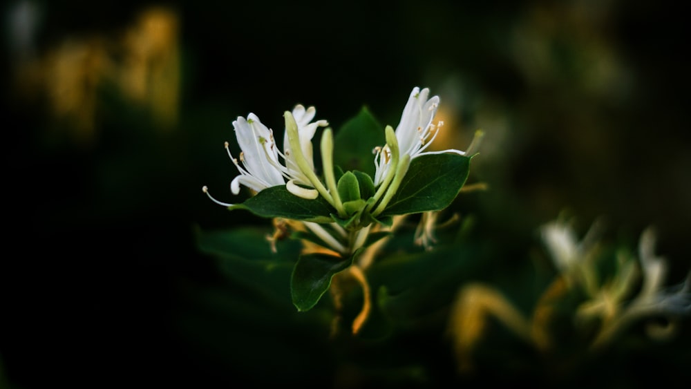 white flower in tilt shift lens