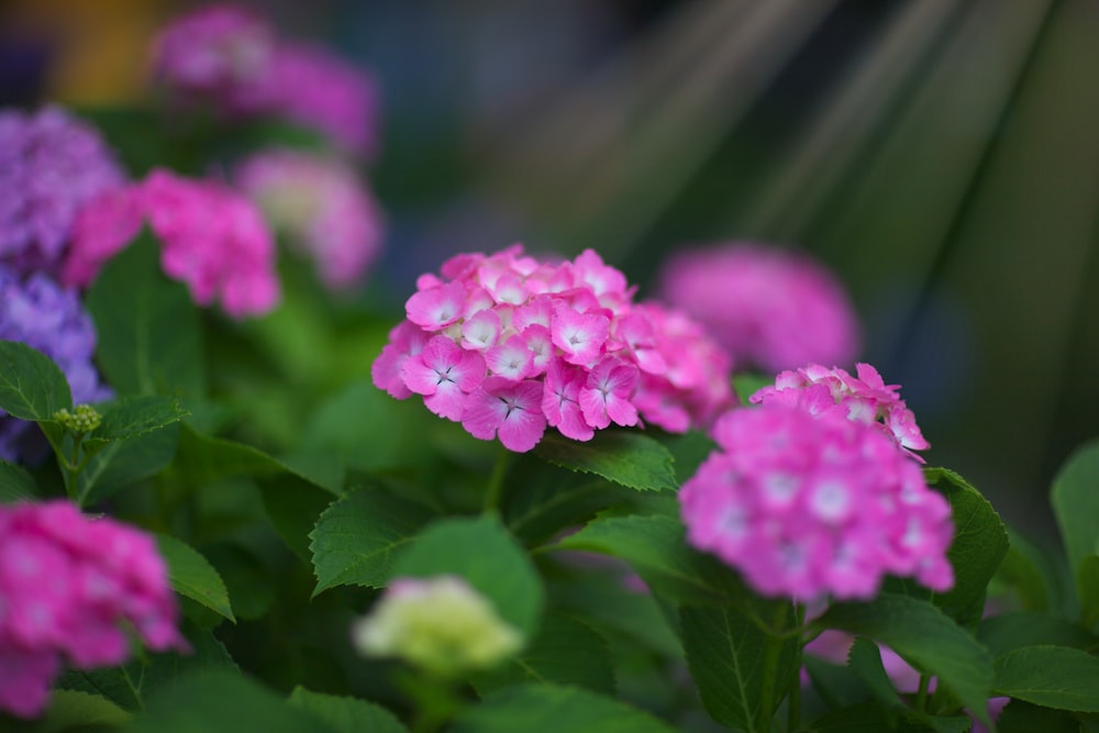 pink flower in tilt shift lens