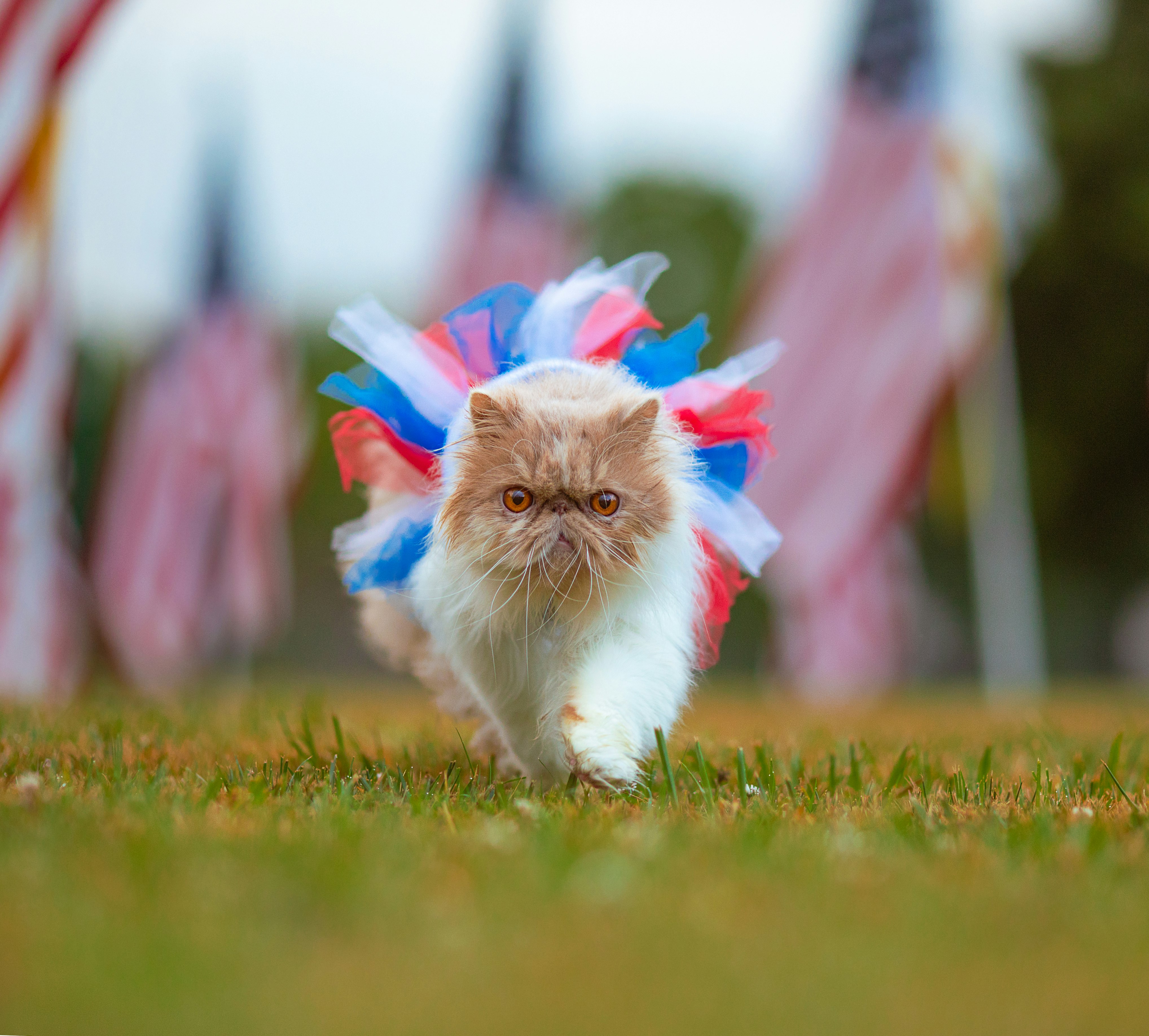 white and brown cat on green grass during daytime