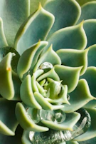 Close-up of a succulent with thick, fleshy leaves showing delicate water droplets.