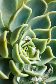 Close-up of a succulent with thick, fleshy leaves showing delicate water droplets.
