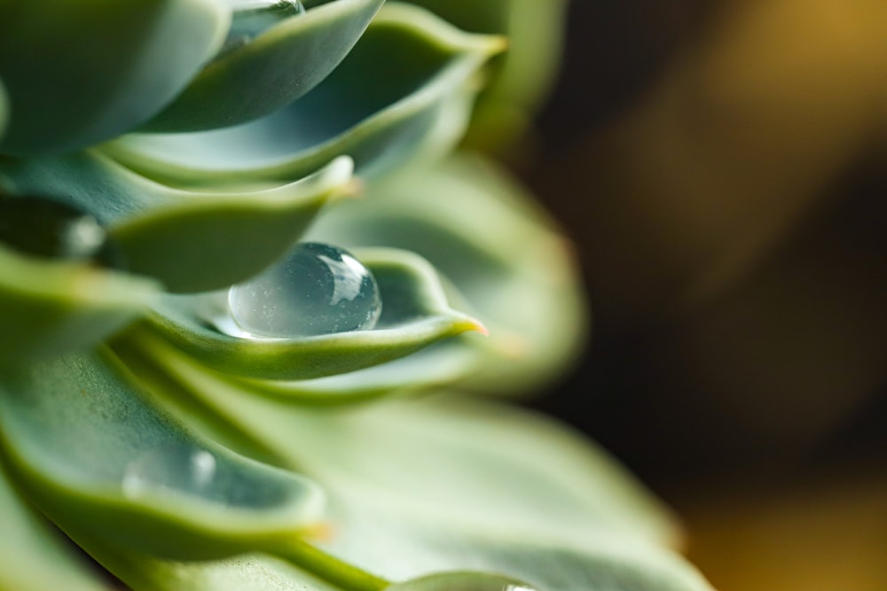 green plant in macro lens