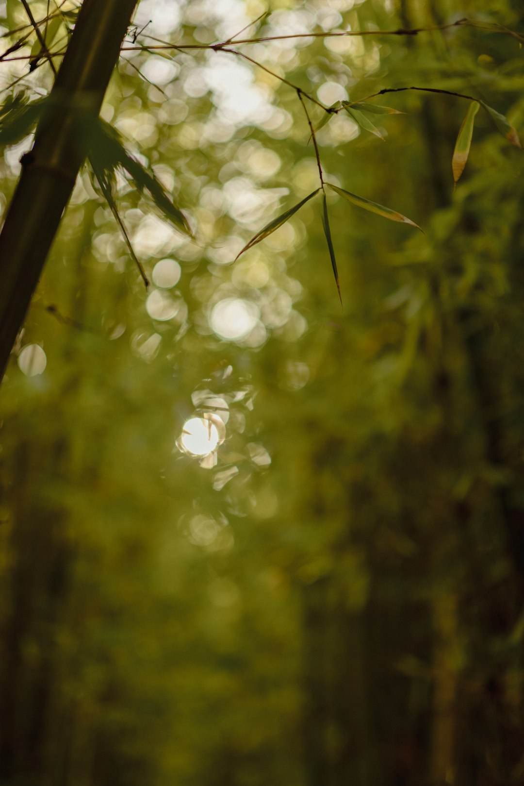 green leaves with water droplets