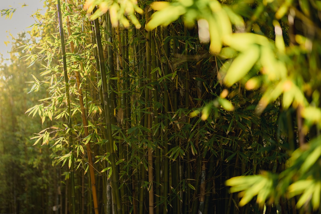 green bamboo plants during daytime