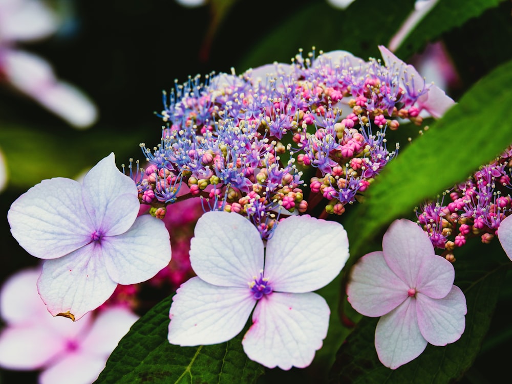 white and purple flower in close up photography