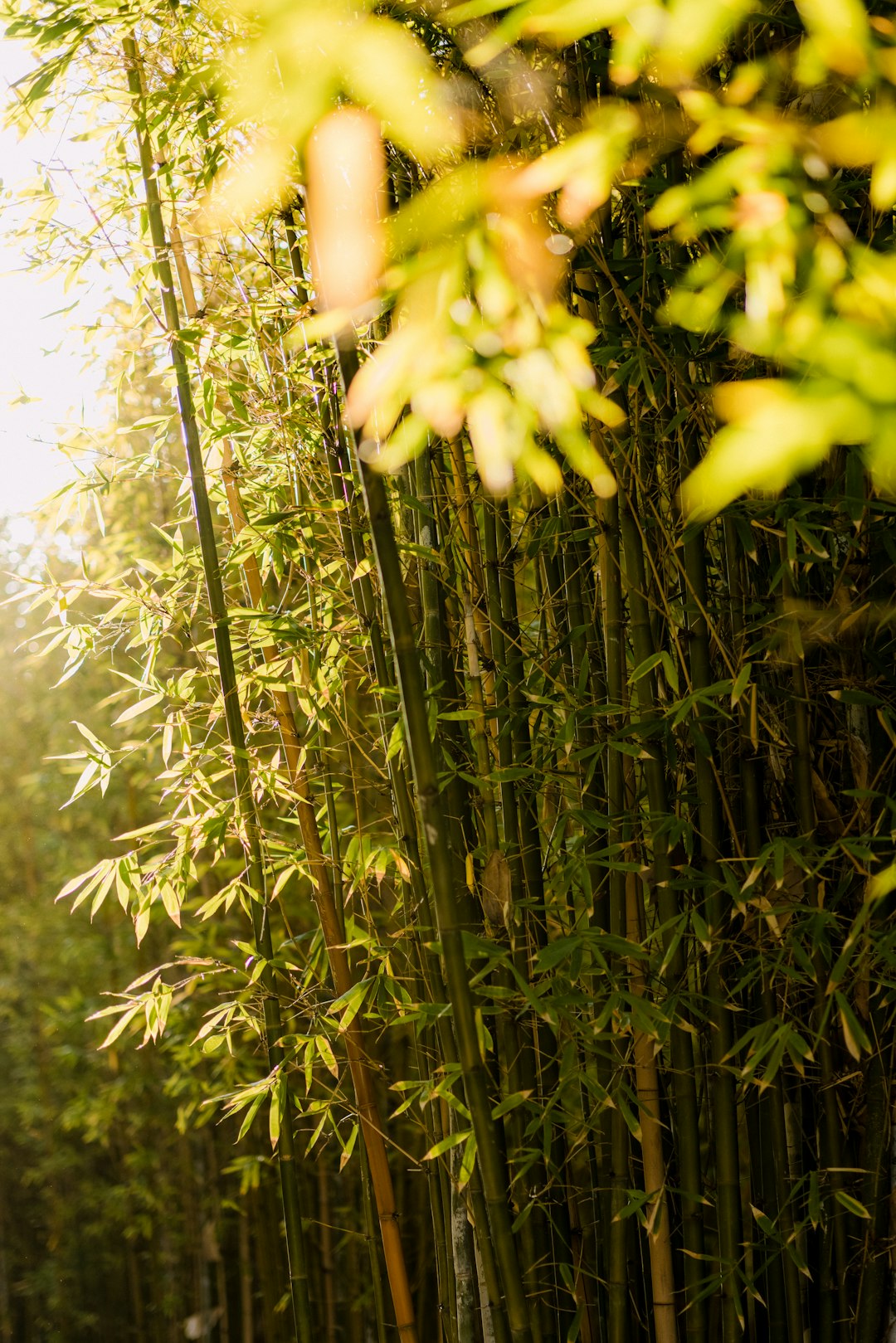 yellow flowers in forest during daytime