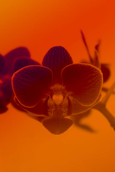A close-up of a vibrant painting depicting a rare orchid surrounded by delicate butterflies.
