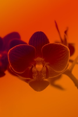 A vibrant close-up of an orchid with rich red and orange hues, highlighting its delicate petals and intricate patterns. The background is softly blurred, emphasizing the flower's structure.