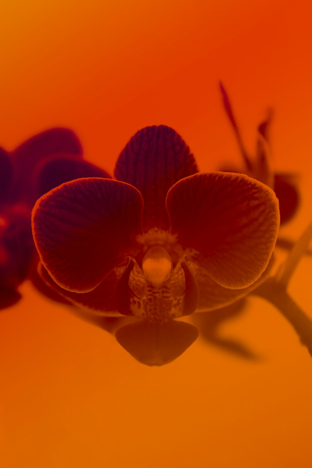 red and yellow moth orchid in close up photography