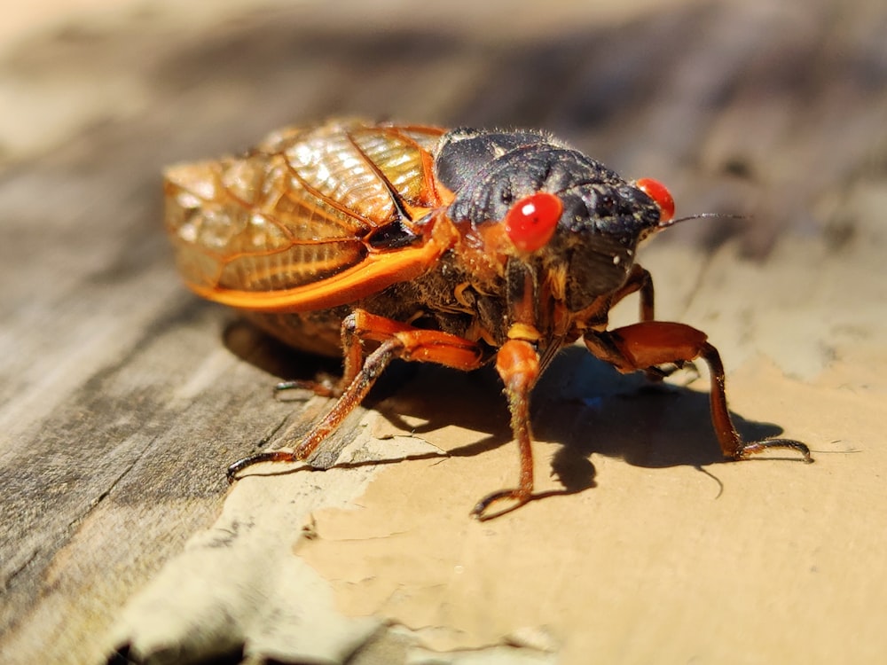 Escarabajo marrón y negro sobre superficie de madera marrón