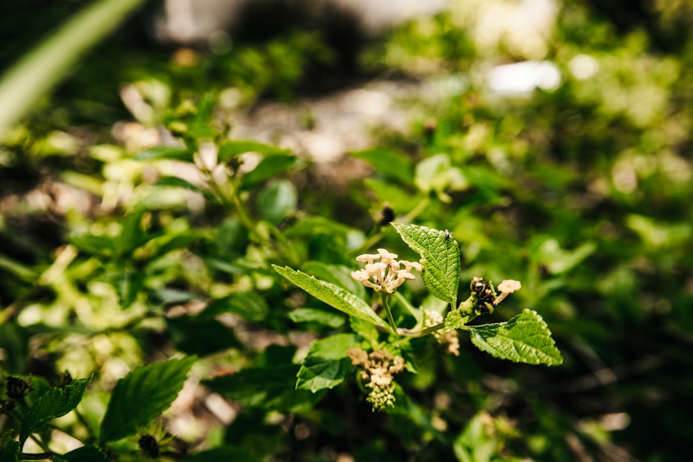 green plant in tilt shift lens